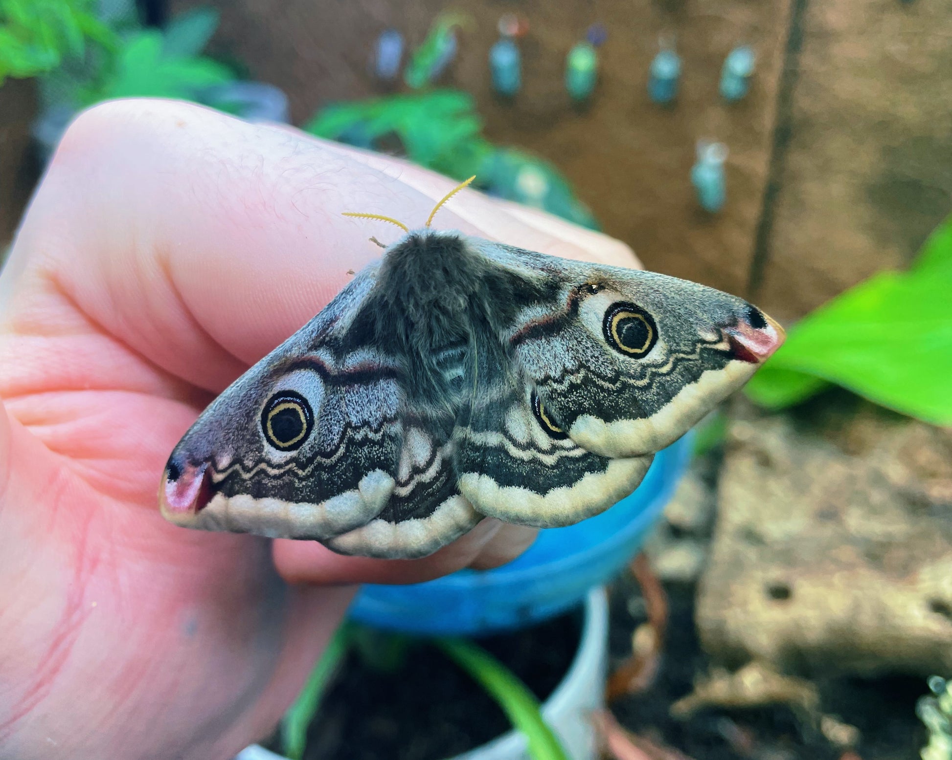 Live butterflies and moths for sale online UK. Order eggs, caterpillars, pupae, and cocoons. Watch the lifecycle unfold with insects to rear at home!