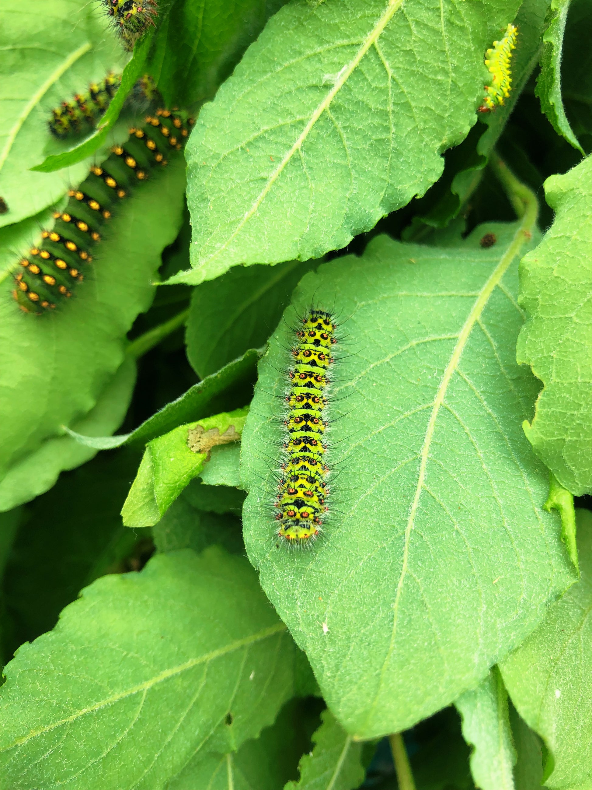 Live butterflies and moths for sale online UK. Order eggs, caterpillars, pupae, and cocoons. Watch the lifecycle unfold with insects to rear at home!