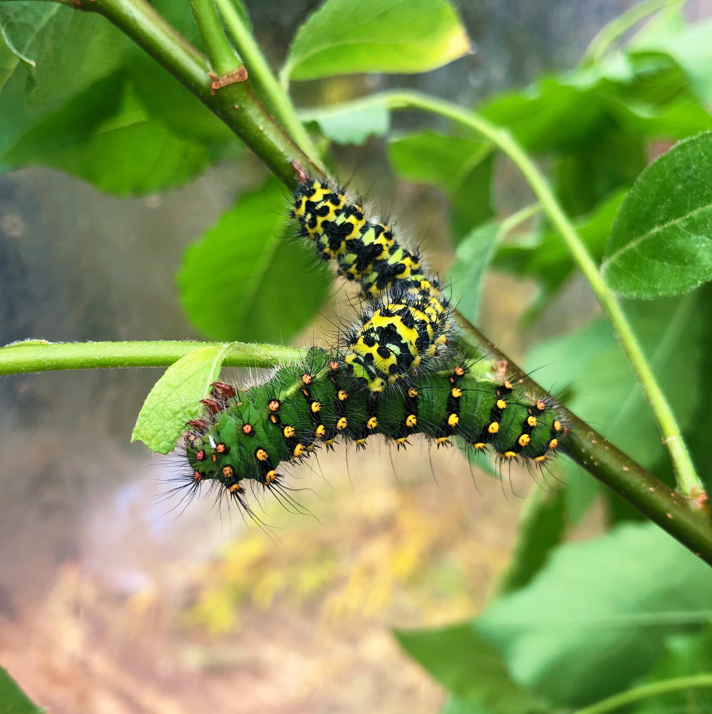 Live butterflies and moths for sale online UK. Order eggs, caterpillars, pupae, and cocoons. Watch the lifecycle unfold with insects to rear at home!