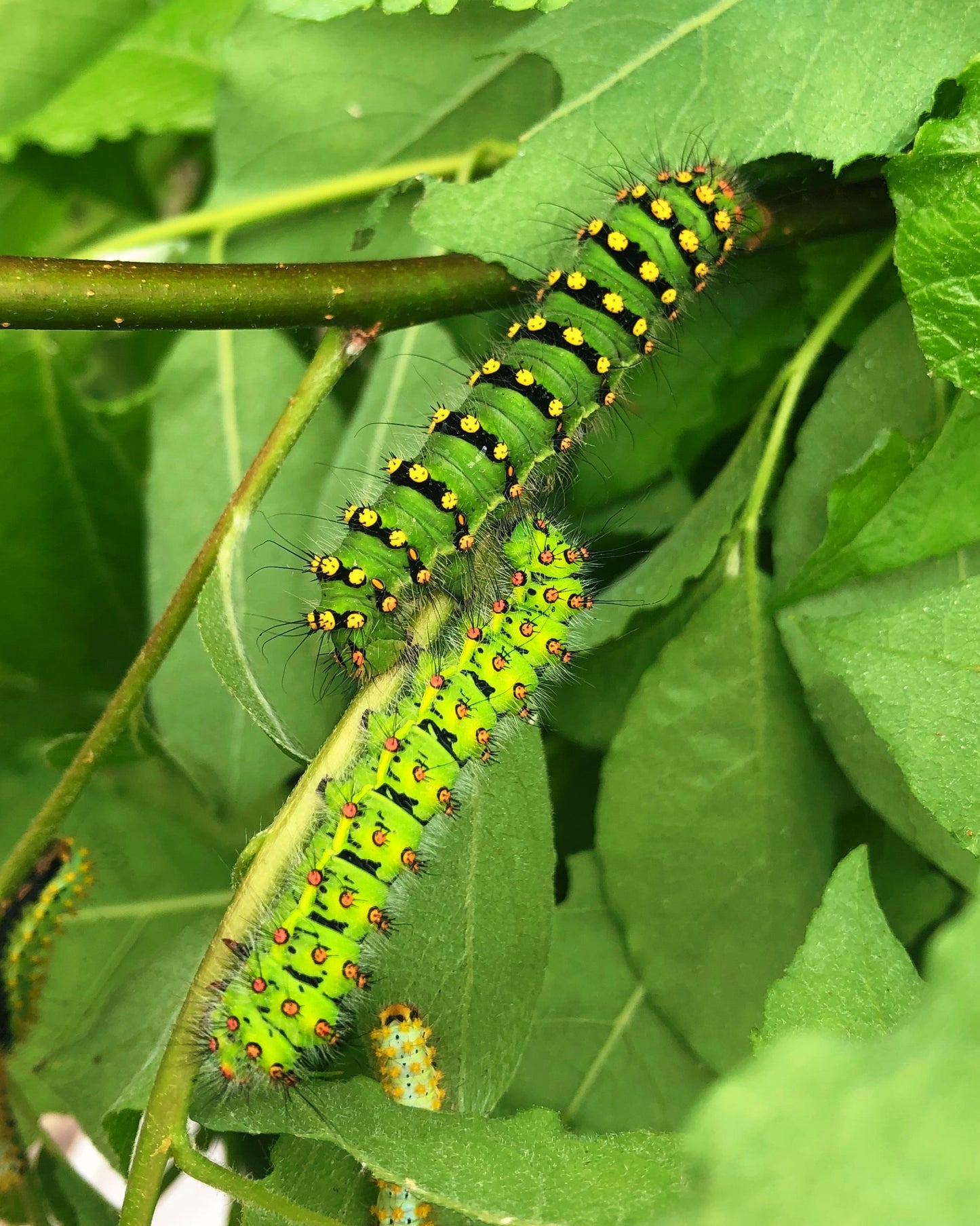 Live butterflies and moths for sale online UK. Order eggs, caterpillars, pupae, and cocoons. Watch the lifecycle unfold with insects to rear at home!