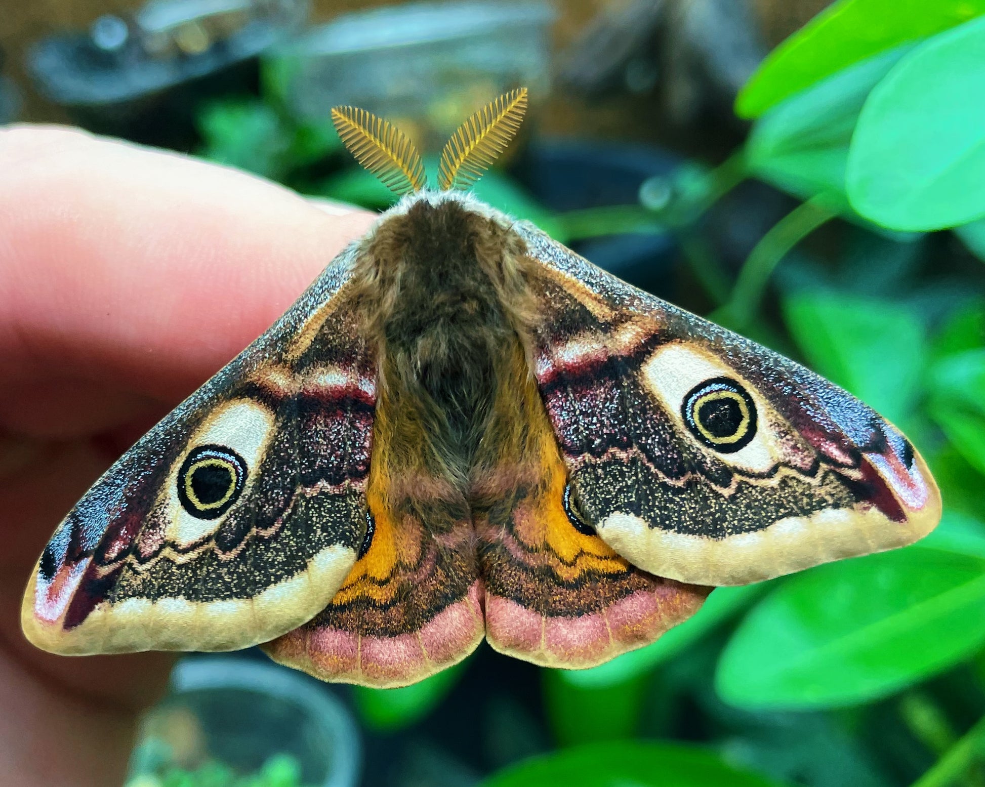 Live butterflies and moths for sale online UK. Order eggs, caterpillars, pupae, and cocoons. Watch the lifecycle unfold with insects to rear at home!