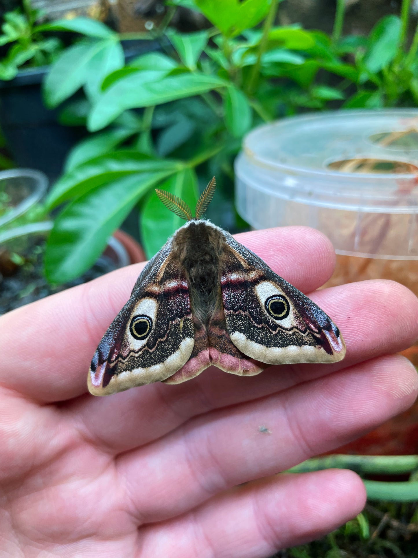 Live butterflies and moths for sale online UK. Order eggs, caterpillars, pupae, and cocoons. Watch the lifecycle unfold with insects to rear at home!