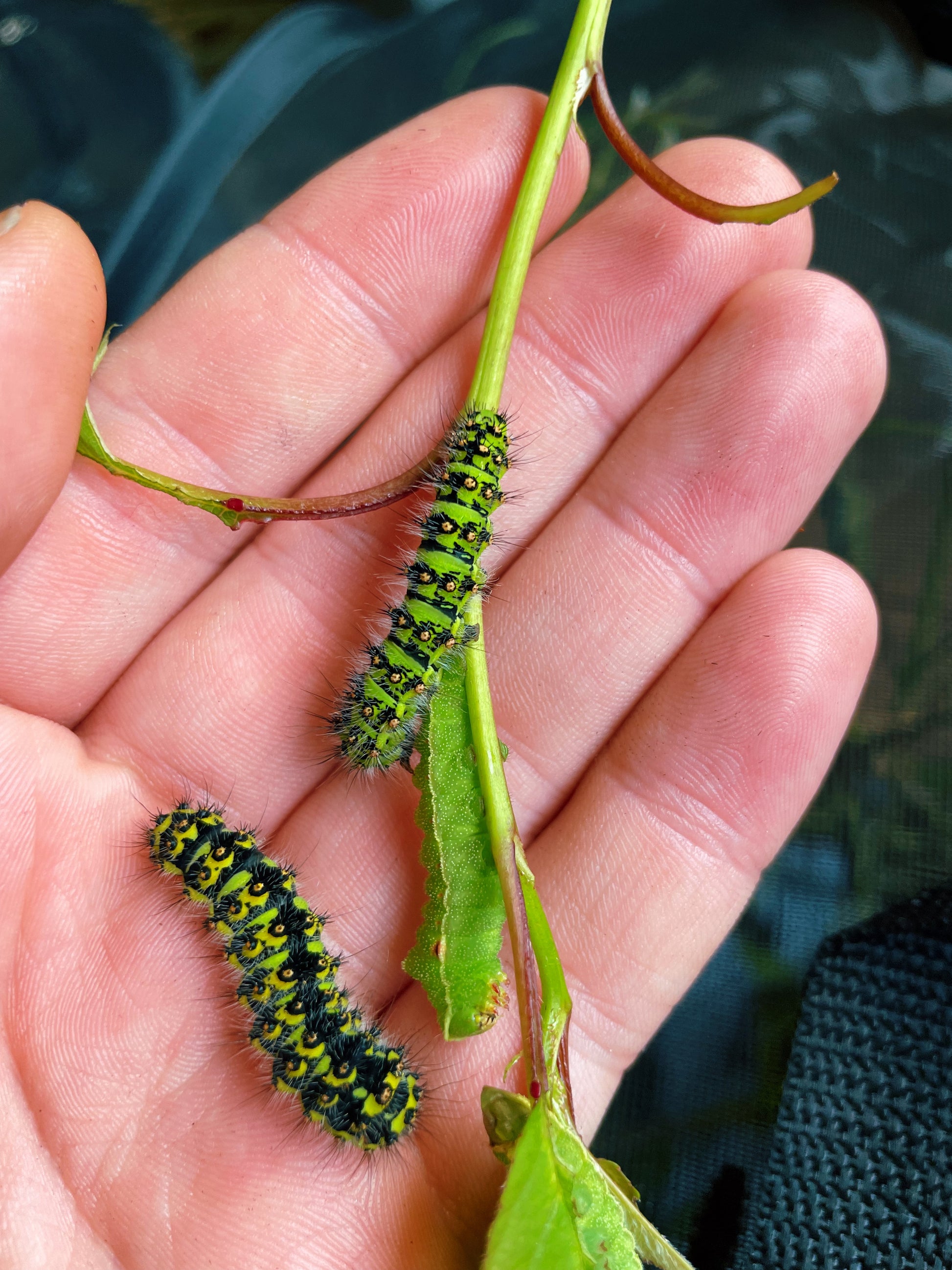 Live butterflies and moths for sale online UK. Order eggs, caterpillars, pupae, and cocoons. Watch the lifecycle unfold with insects to rear at home!