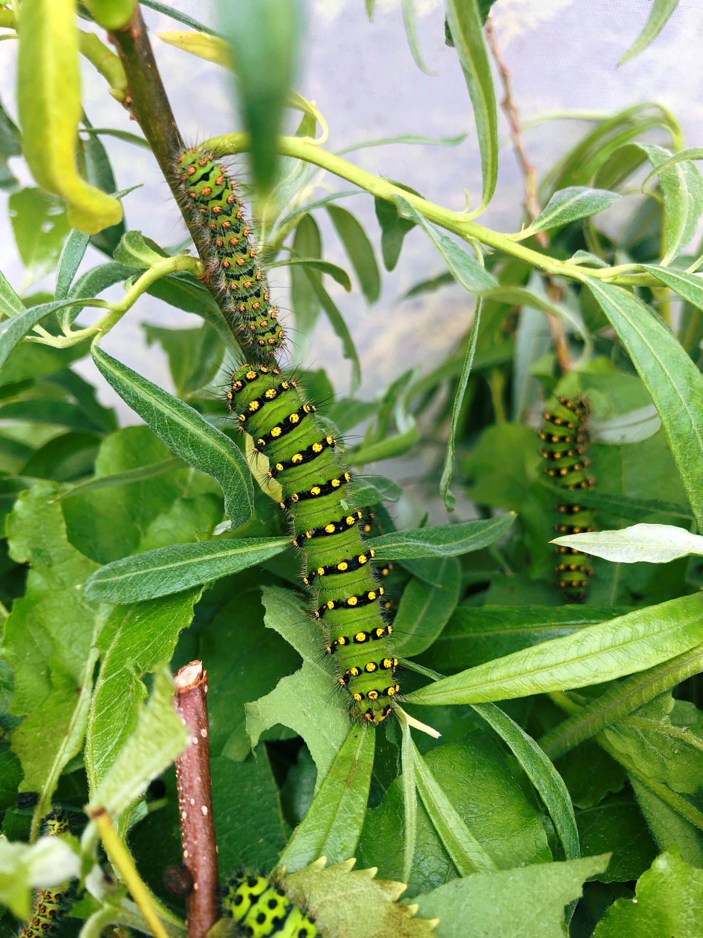 Live butterflies and moths for sale online UK. Order eggs, caterpillars, pupae, and cocoons. Watch the lifecycle unfold with insects to rear at home!