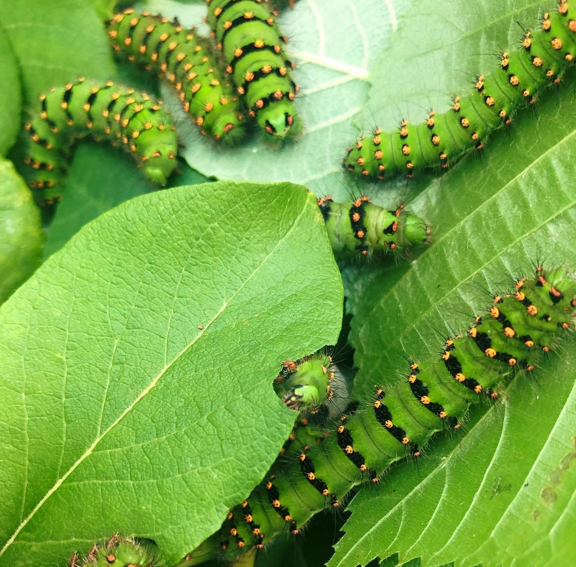 Live butterflies and moths for sale online UK. Order eggs, caterpillars, pupae, and cocoons. Watch the lifecycle unfold with insects to rear at home!