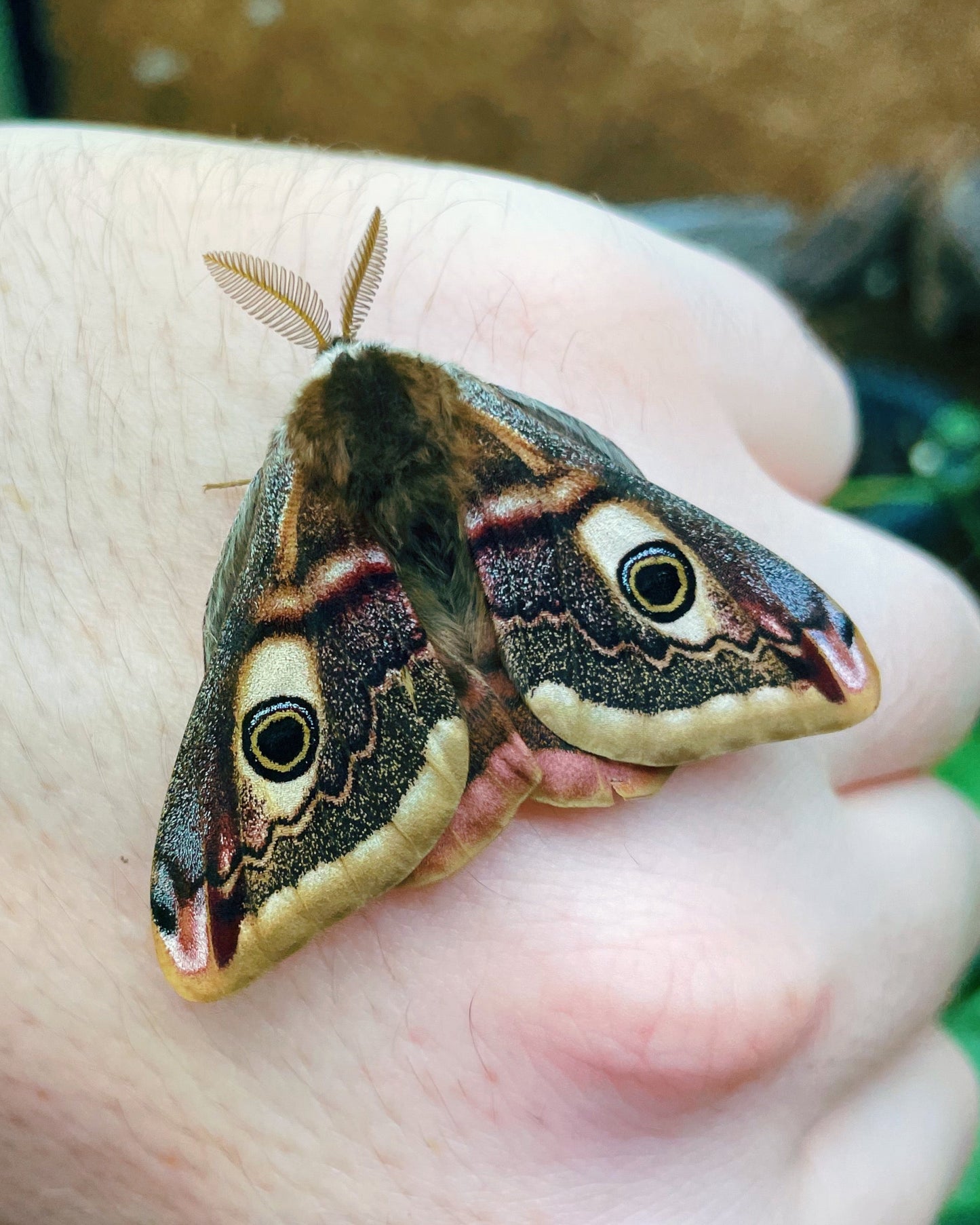 Live butterflies and moths for sale online UK. Order eggs, caterpillars, pupae, and cocoons. Watch the lifecycle unfold with insects to rear at home!