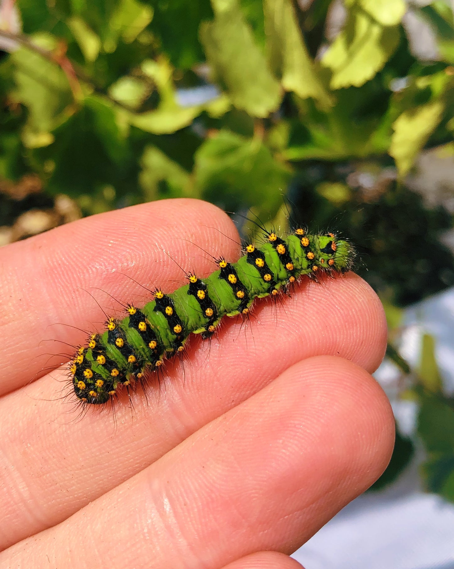 Live butterflies and moths for sale online UK. Order eggs, caterpillars, pupae, and cocoons. Watch the lifecycle unfold with insects to rear at home!