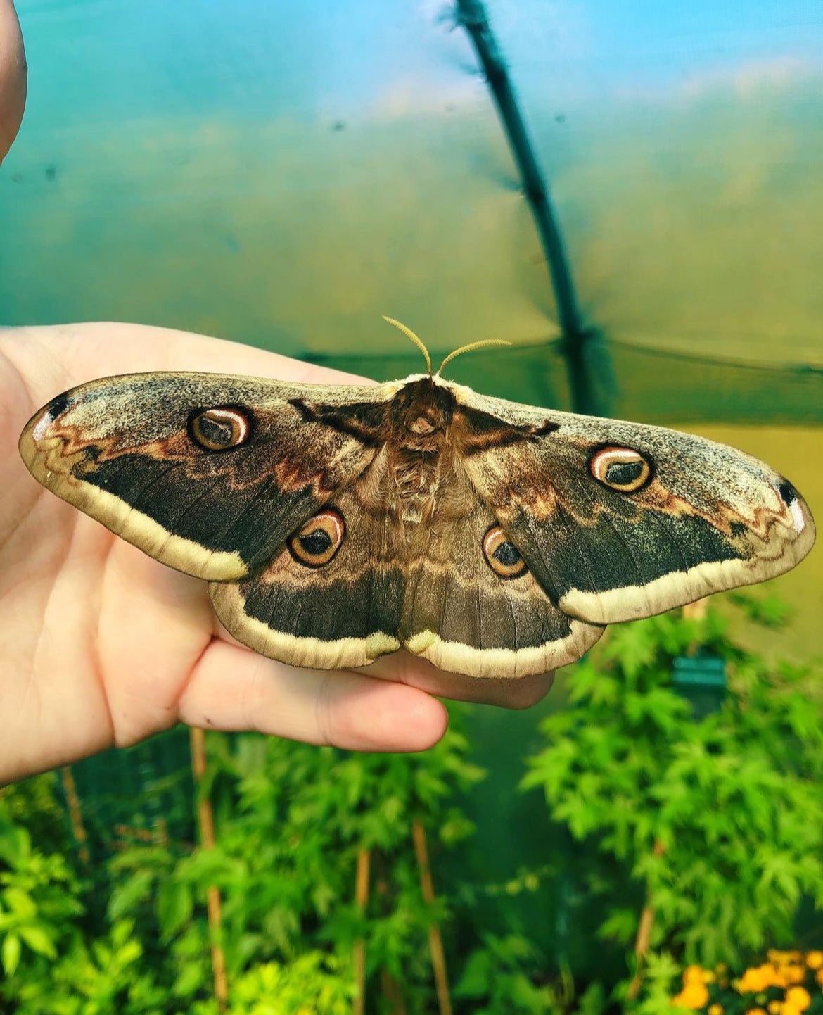 Live butterflies and moths for sale online UK. Buy eggs, caterpillars, pupae, and cocoons. Watch the lifecycle unfold with insects to rear at home!