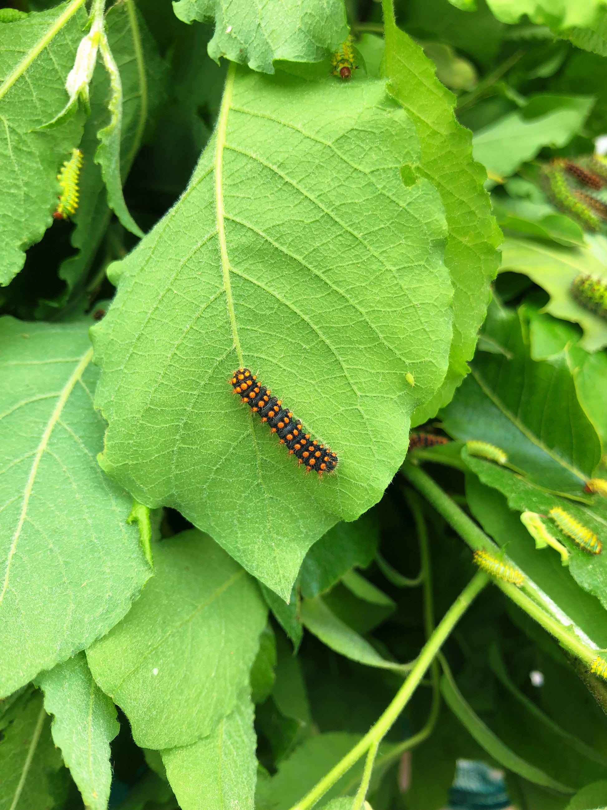 Live butterflies and moths for sale online UK. Order eggs, caterpillars, pupae, and cocoons. Watch the lifecycle unfold with insects to rear at home!