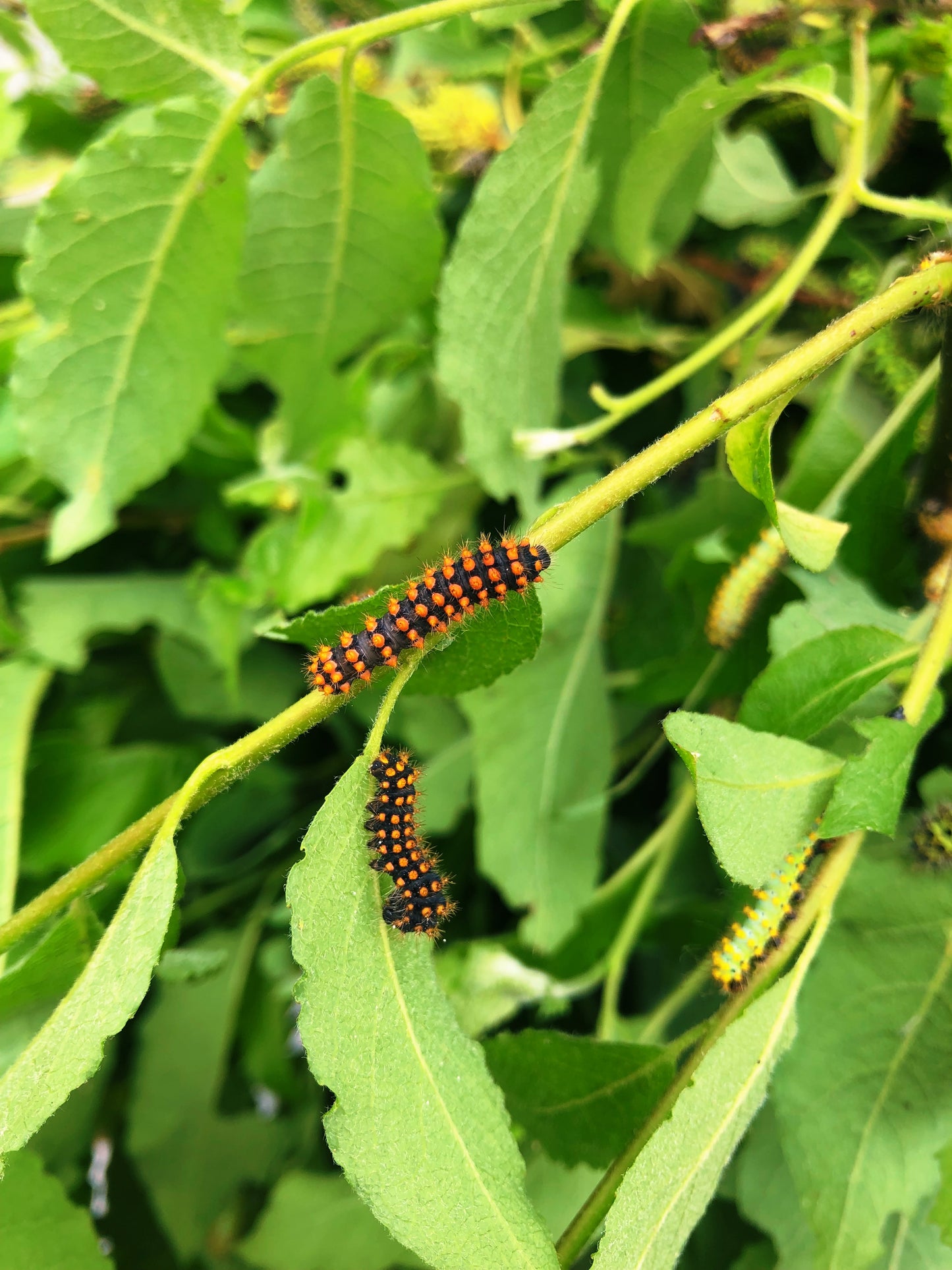 Live butterflies and moths for sale online UK. Order eggs, caterpillars, pupae, and cocoons. Watch the lifecycle unfold with insects to rear at home!