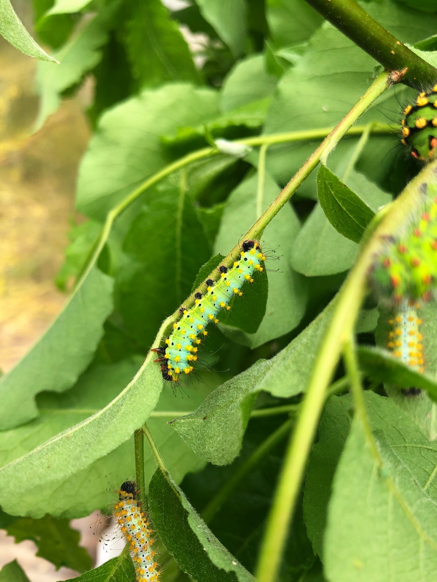 Live butterflies and moths for sale online UK. Order eggs, caterpillars, pupae, and cocoons. Watch the lifecycle unfold with insects to rear at home!