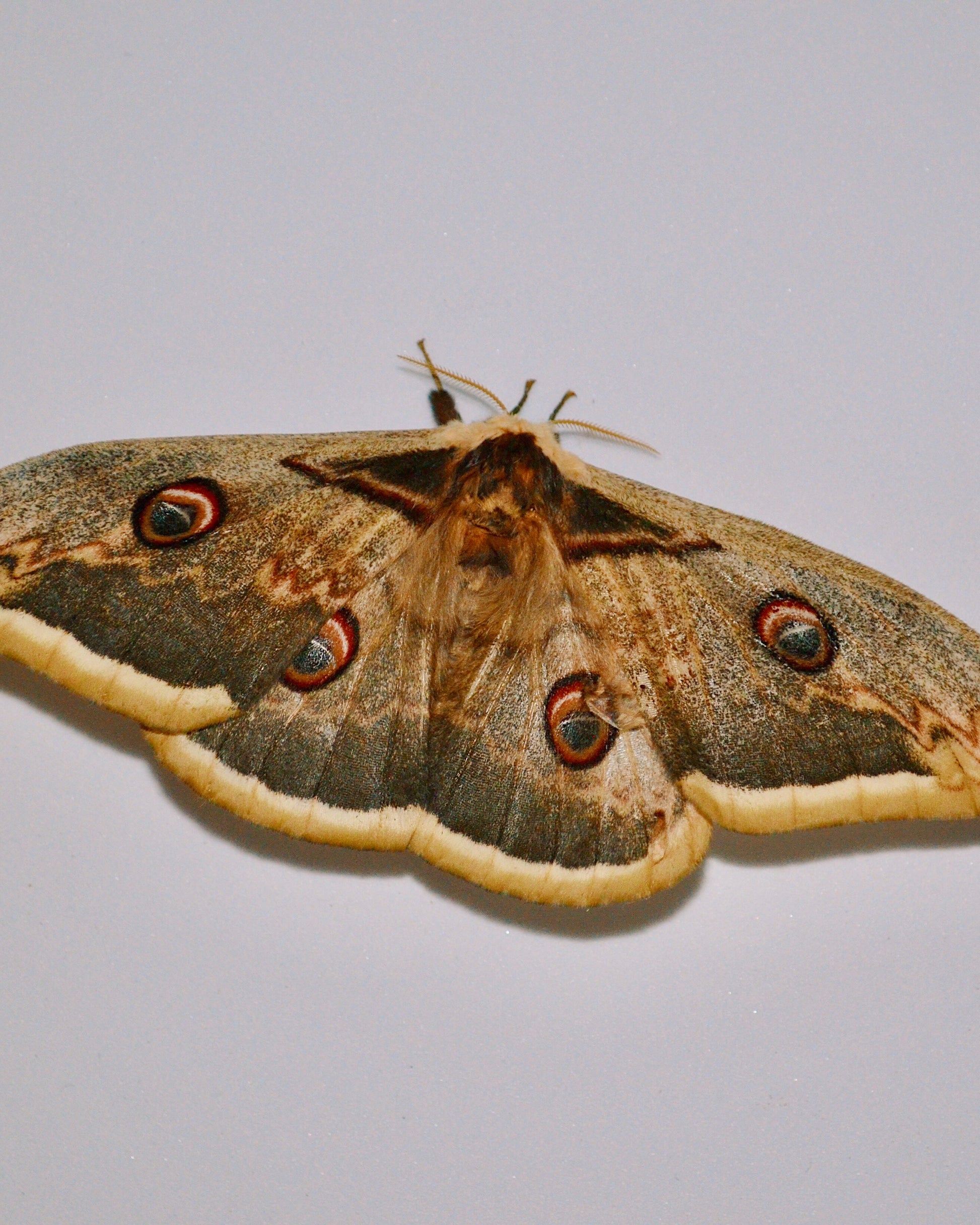 Live butterflies and moths for sale online UK. Order eggs, caterpillars, pupae, and cocoons. Watch the lifecycle unfold with insects to rear at home!