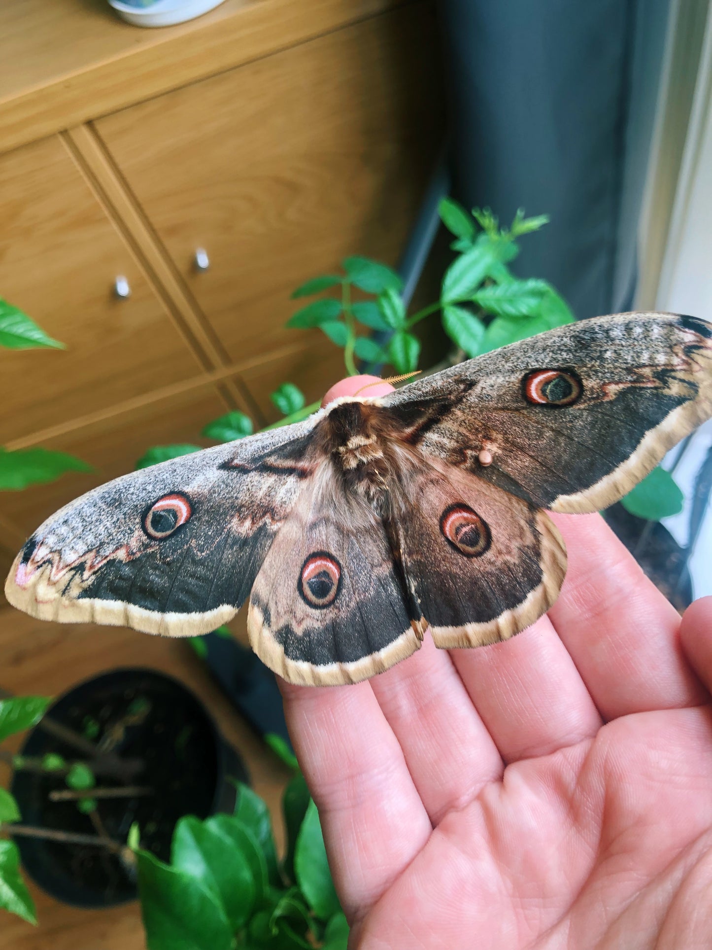 Live butterflies and moths for sale online UK. Order eggs, caterpillars, pupae, and cocoons. Watch the lifecycle unfold with insects to rear at home!