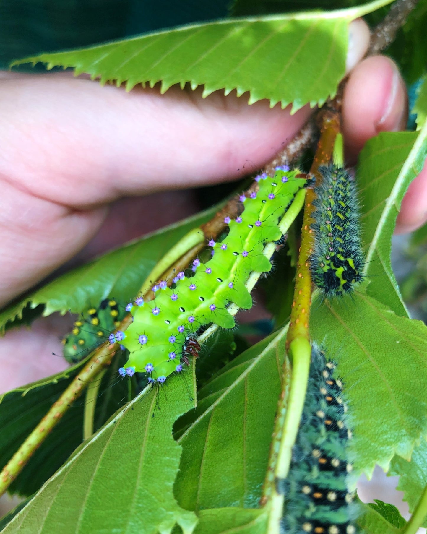 Live butterflies and moths for sale online UK. Buy eggs, caterpillars, pupae, and cocoons. Watch the lifecycle unfold with insects to rear at home!