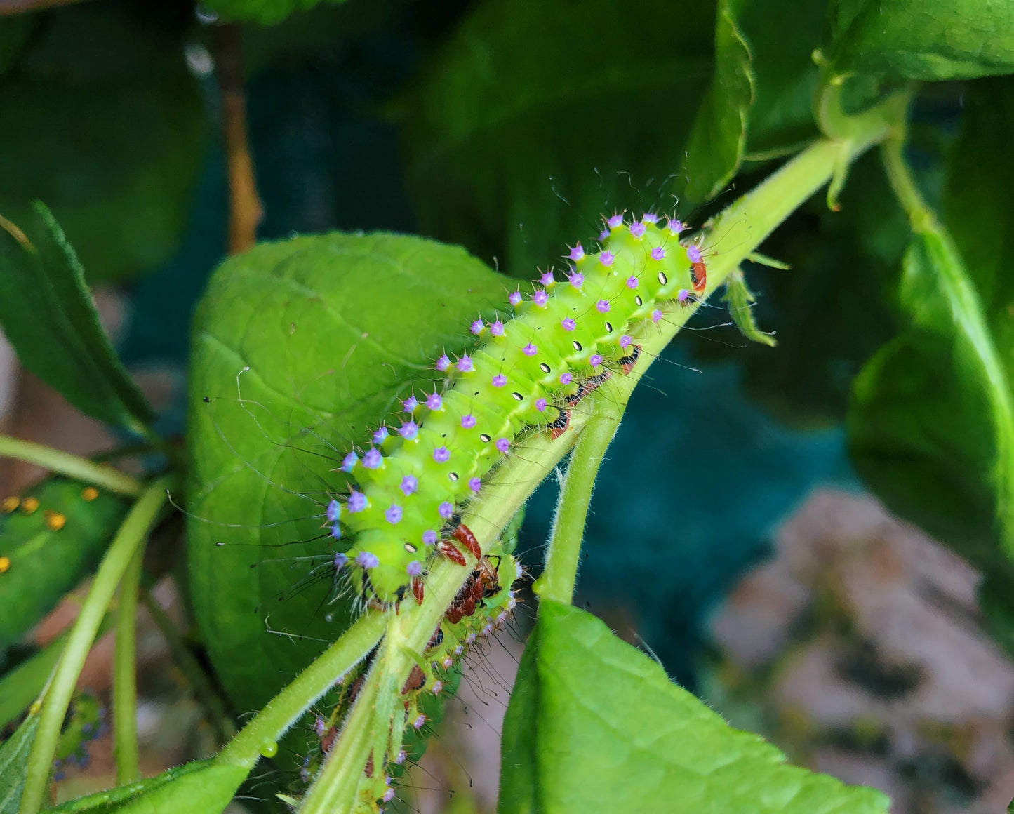 Live butterflies and moths for sale online UK. Buy eggs, caterpillars, pupae, and cocoons. Watch the lifecycle unfold with insects to rear at home!