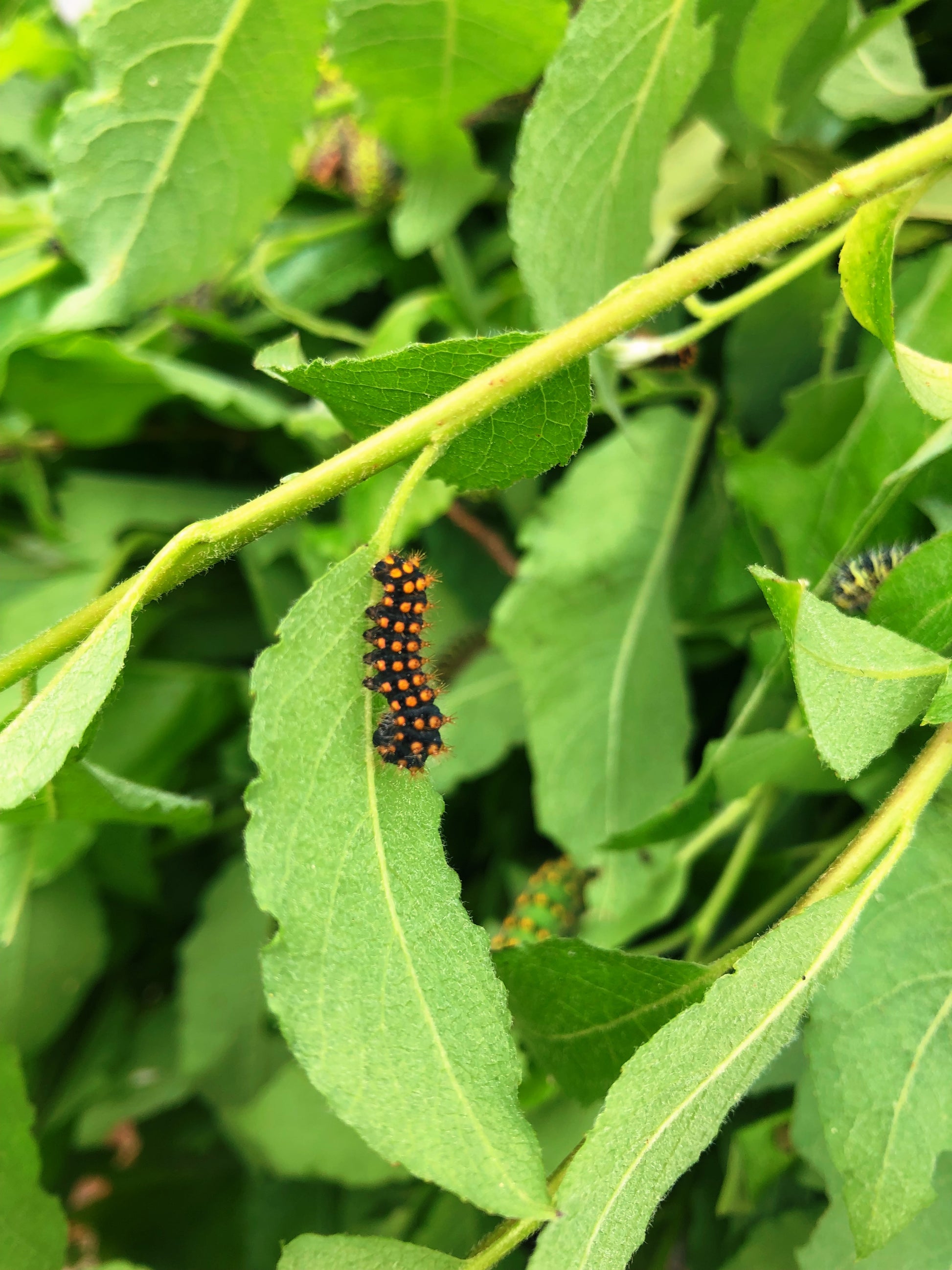 Live butterflies and moths for sale online UK. Order eggs, caterpillars, pupae, and cocoons. Watch the lifecycle unfold with insects to rear at home!