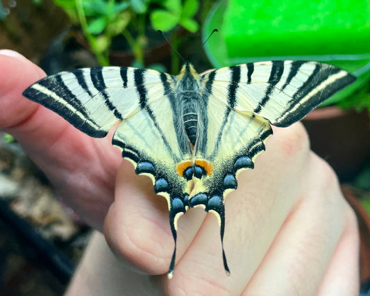 Live butterflies and moths for sale online UK. Buy eggs, caterpillars, pupae, and cocoons. Watch the lifecycle unfold with insects to rear at home!