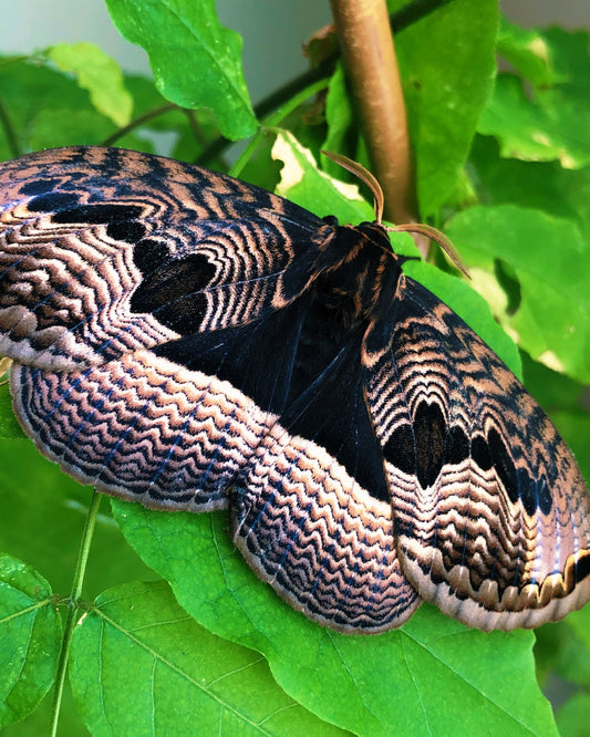 Live butterflies and moths for sale online UK. Order eggs, caterpillars, pupae, and cocoons. Watch the lifecycle unfold with insects to rear at home!