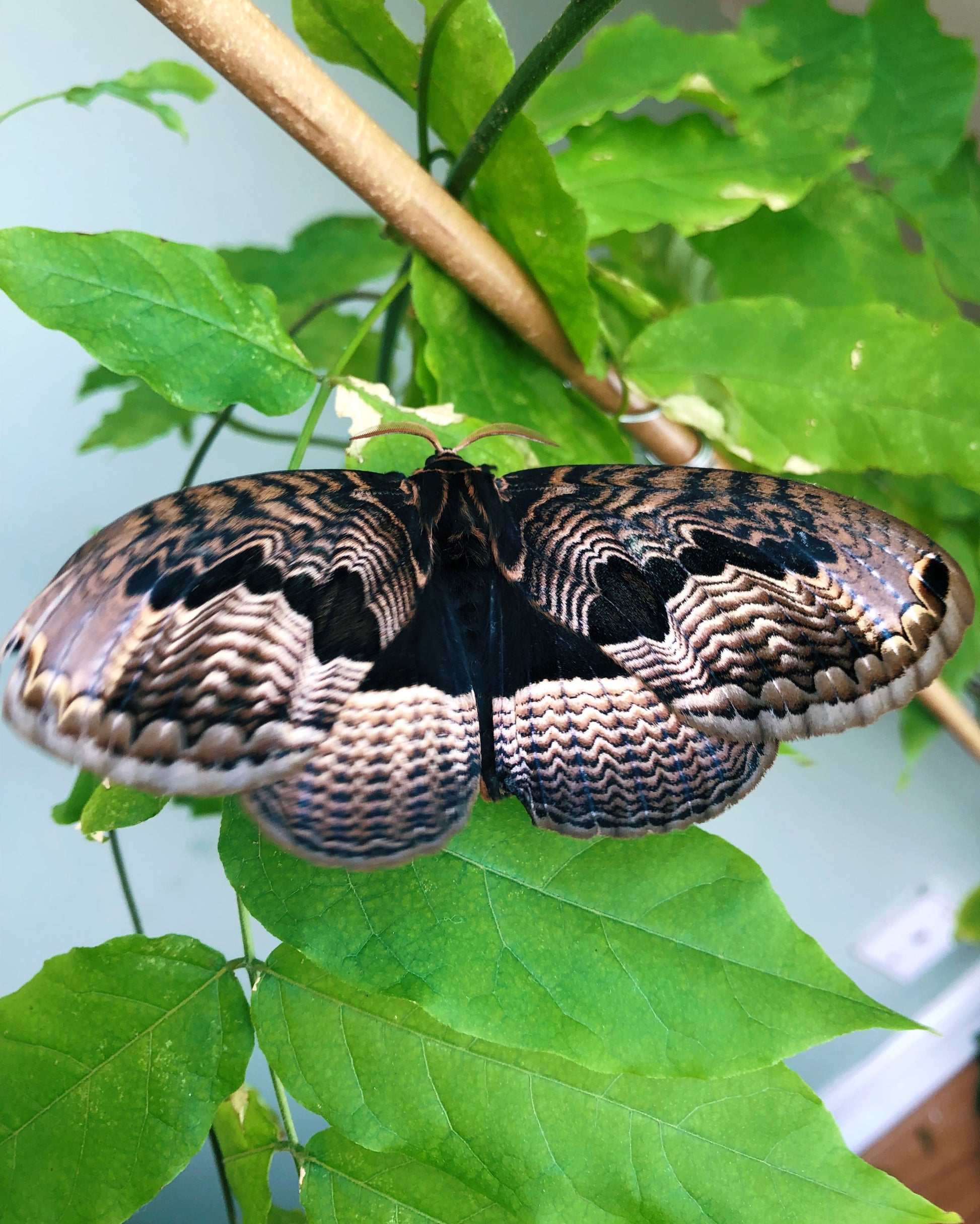 Live butterflies and moths for sale online UK. Order eggs, caterpillars, pupae, and cocoons. Watch the lifecycle unfold with insects to rear at home!