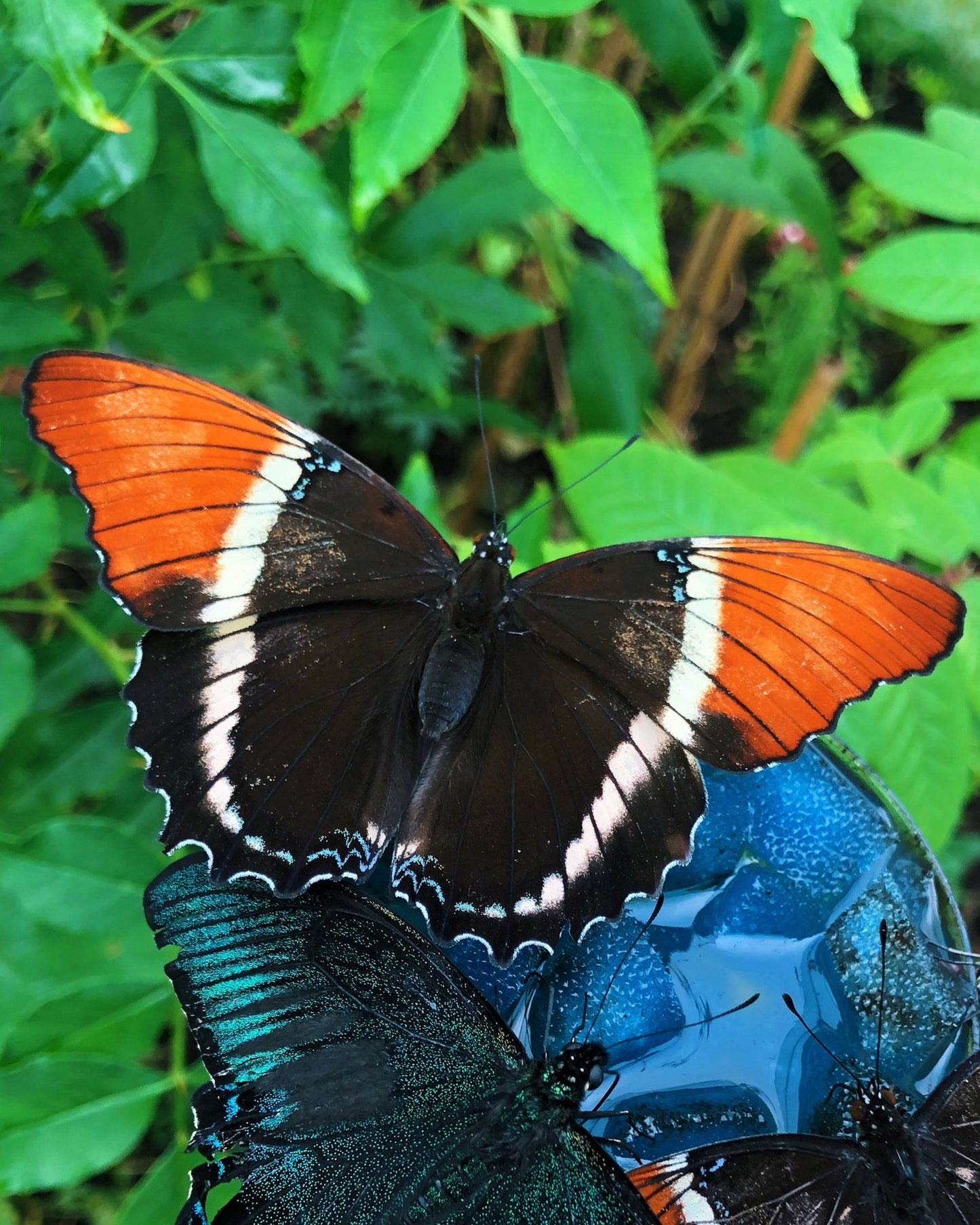 Live butterflies and moths for sale online UK. Order eggs, caterpillars, pupae, and cocoons. Watch the lifecycle unfold with insects to rear at home!