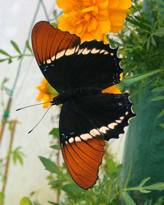 Live butterflies and moths for sale online UK. Order eggs, caterpillars, pupae, and cocoons. Watch the lifecycle unfold with insects to rear at home!