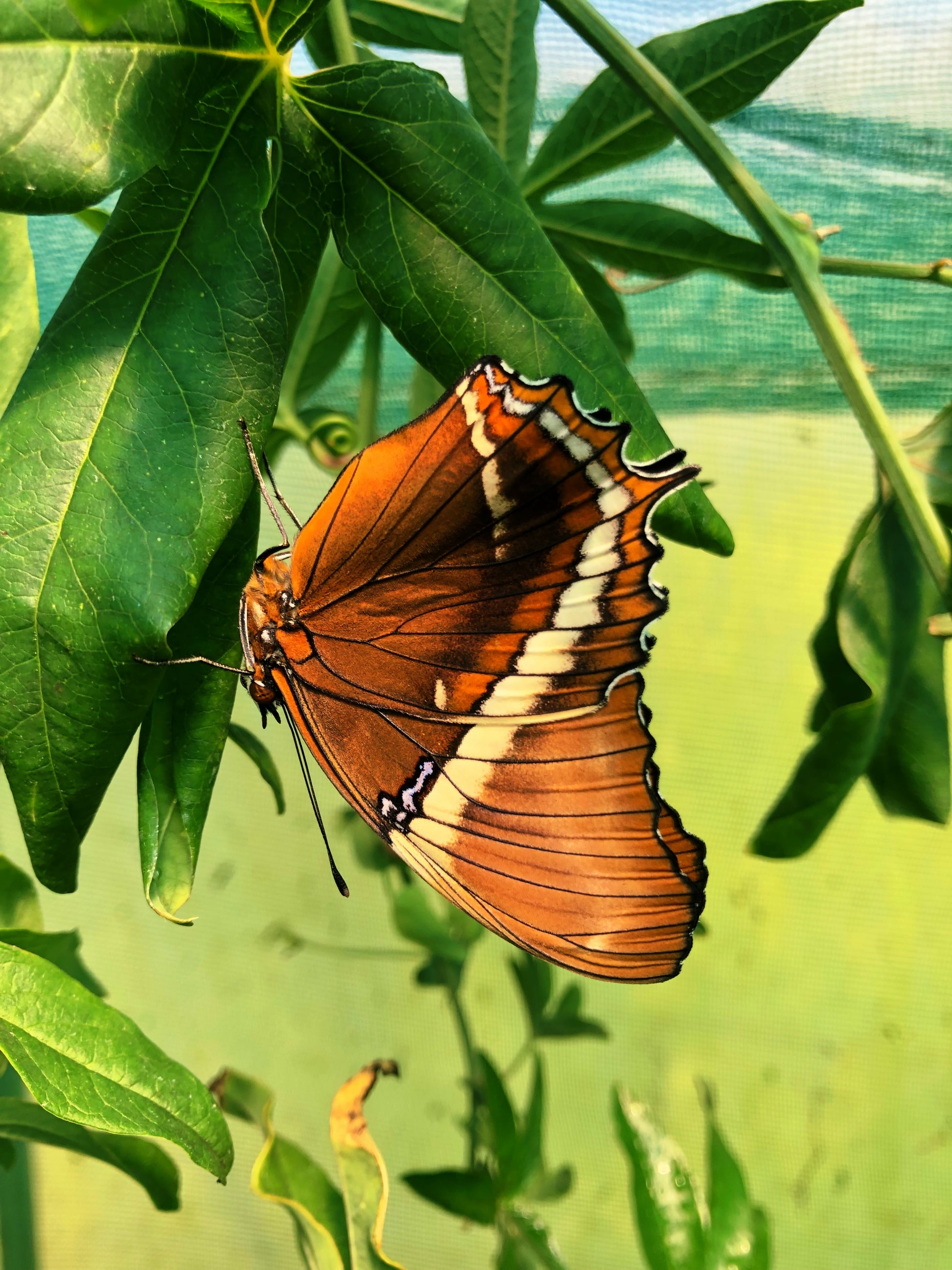 Live butterflies and moths for sale online UK. Order eggs, caterpillars, pupae, and cocoons. Watch the lifecycle unfold with insects to rear at home!