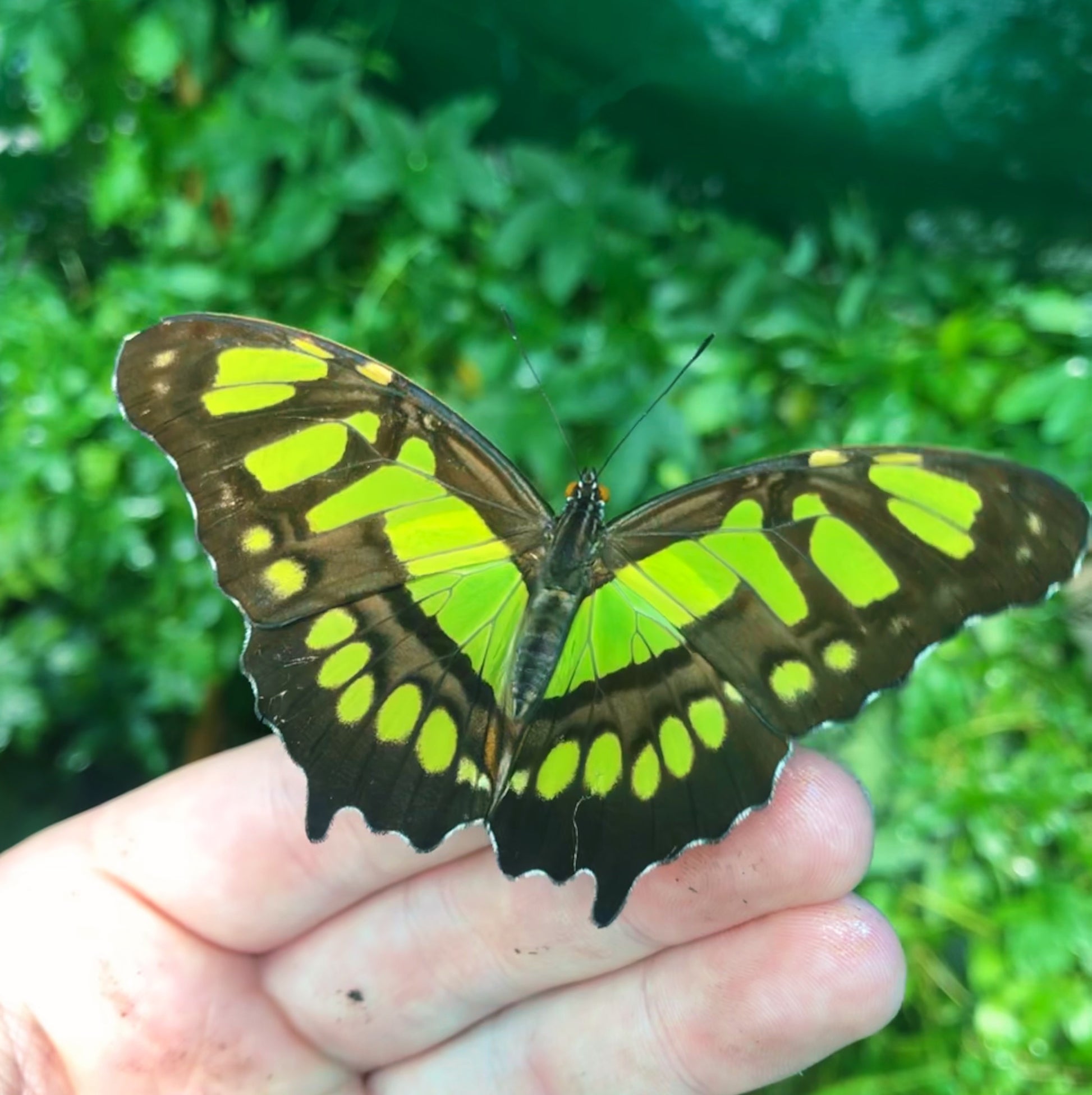 Live butterflies and moths for sale online UK. Buy eggs, caterpillars, pupae, and cocoons. Watch the lifecycle unfold with insects to rear at home!