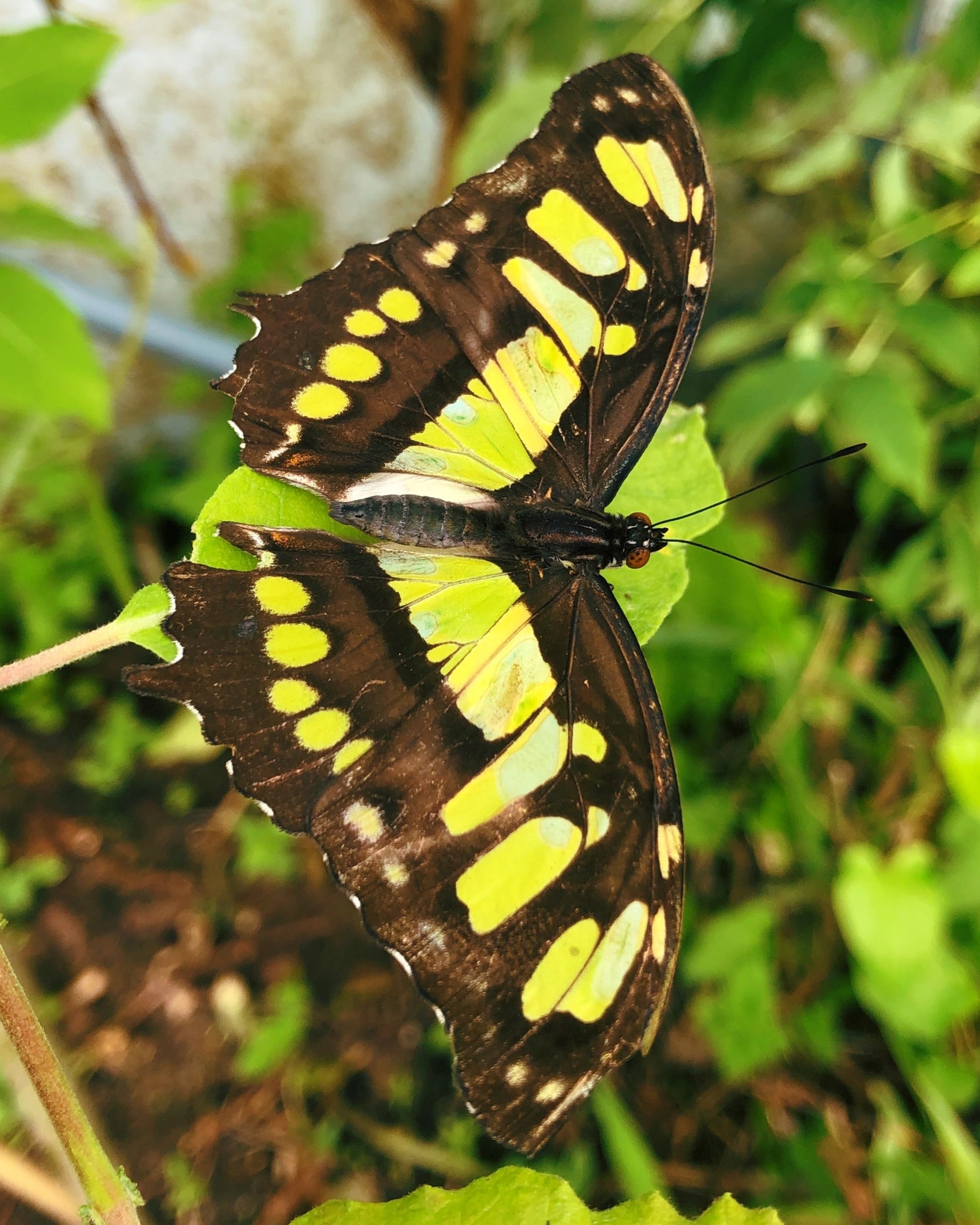 Live butterflies and moths for sale online UK. Order eggs, caterpillars, pupae, and cocoons. Watch the lifecycle unfold with insects to rear at home!