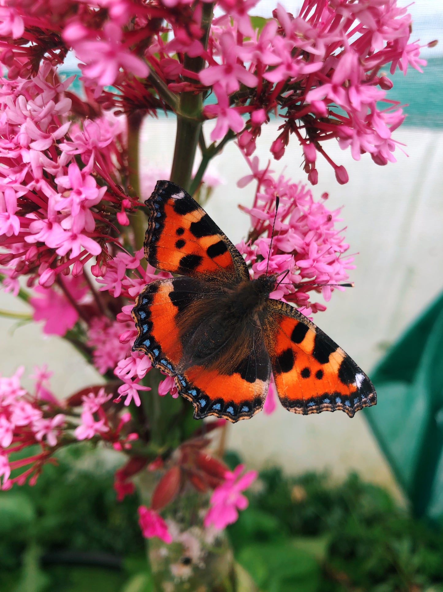 Live butterflies and moths for sale online UK. Order eggs, caterpillars, pupae, and cocoons. Watch the lifecycle unfold with insects to rear at home!