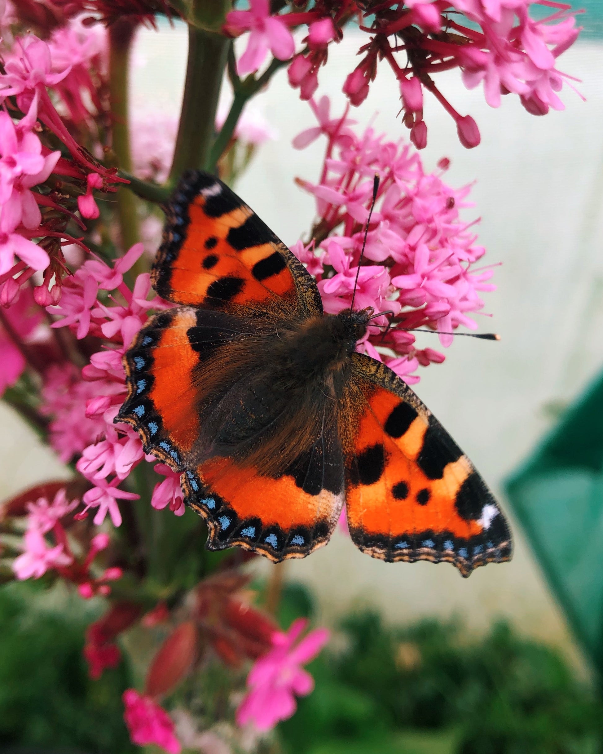 Live butterflies and moths for sale online UK. Order eggs, caterpillars, pupae, and cocoons. Watch the lifecycle unfold with insects to rear at home!