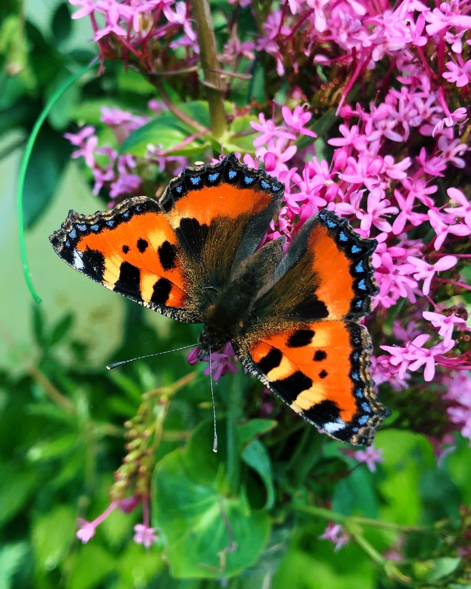 Live butterflies and moths for sale online UK. Order eggs, caterpillars, pupae, and cocoons. Watch the lifecycle unfold with insects to rear at home!