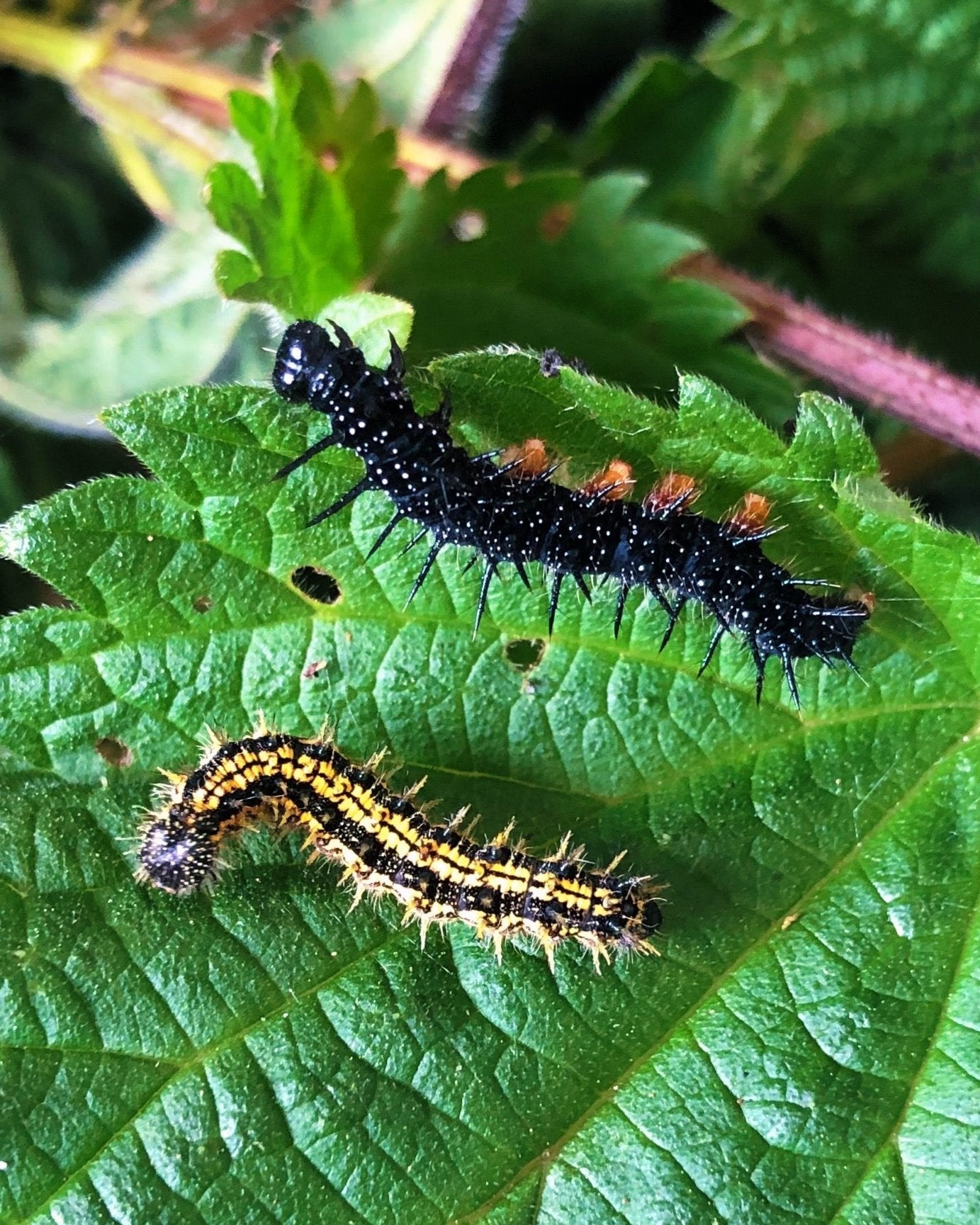 Live butterflies and moths for sale online UK. Buy eggs, caterpillars, pupae, and cocoons. Watch the lifecycle unfold with insects to rear at home!