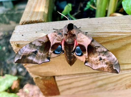 Live butterflies and moths for sale online UK. Order eggs, caterpillars, pupae, and cocoons. Watch the lifecycle unfold with insects to rear at home!