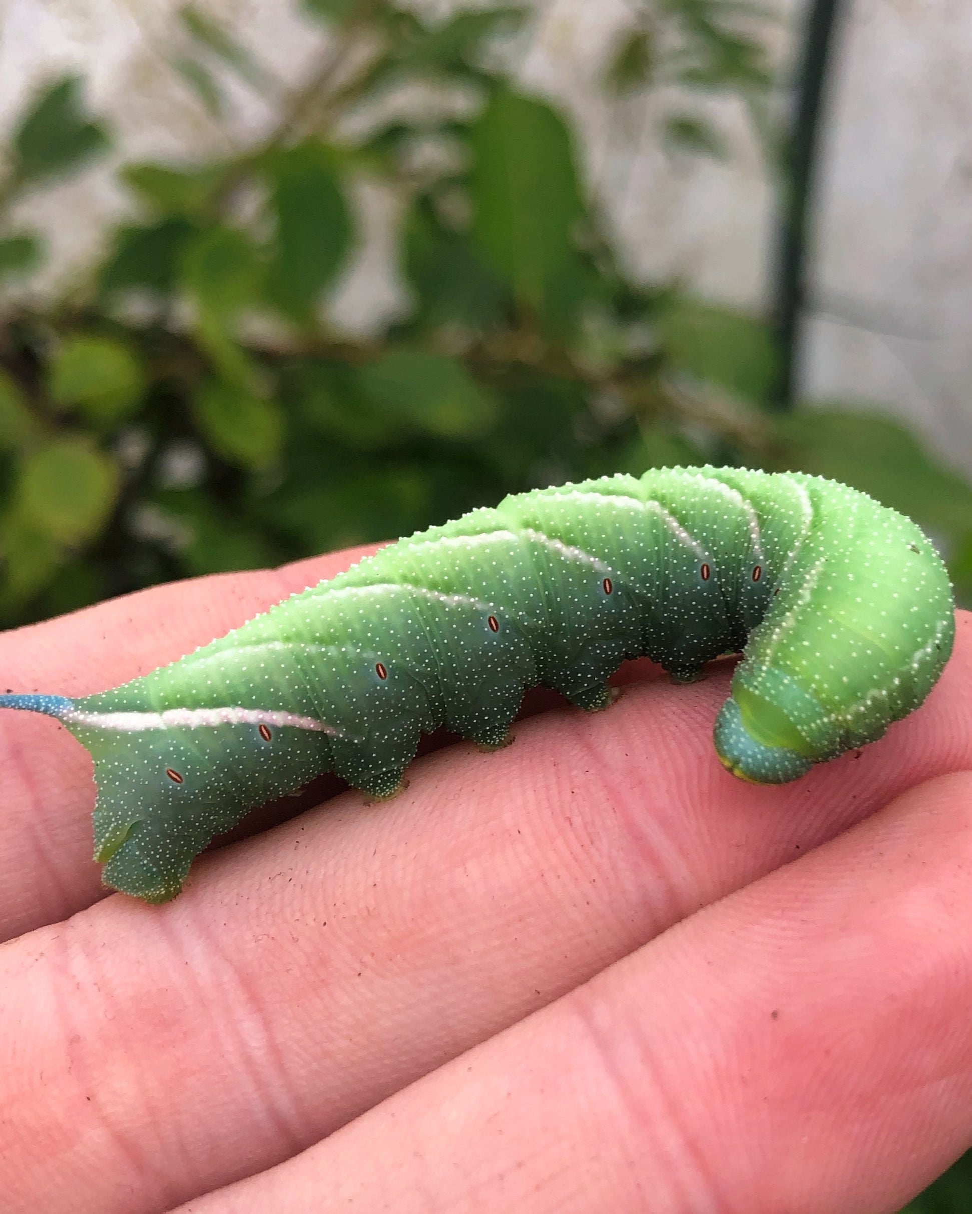 Live butterflies and moths for sale online UK. Order eggs, caterpillars, pupae, and cocoons. Watch the lifecycle unfold with insects to rear at home!