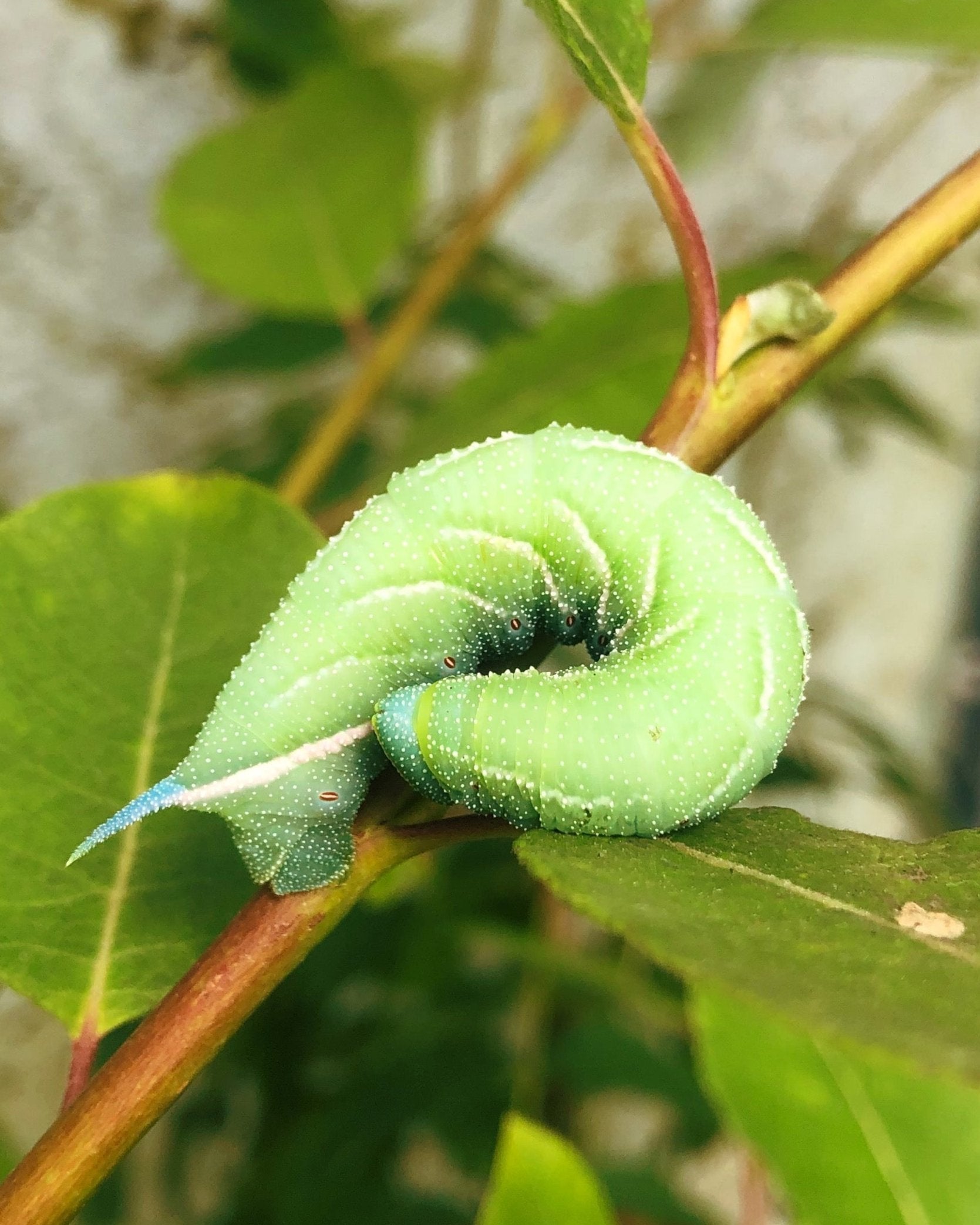 Live butterflies and moths for sale online UK. Order eggs, caterpillars, pupae, and cocoons. Watch the lifecycle unfold with insects to rear at home!