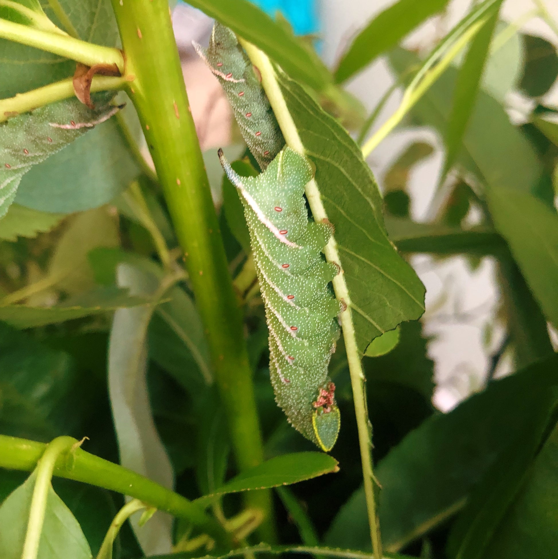 Live butterflies and moths for sale online UK. Order eggs, caterpillars, pupae, and cocoons. Watch the lifecycle unfold with insects to rear at home!