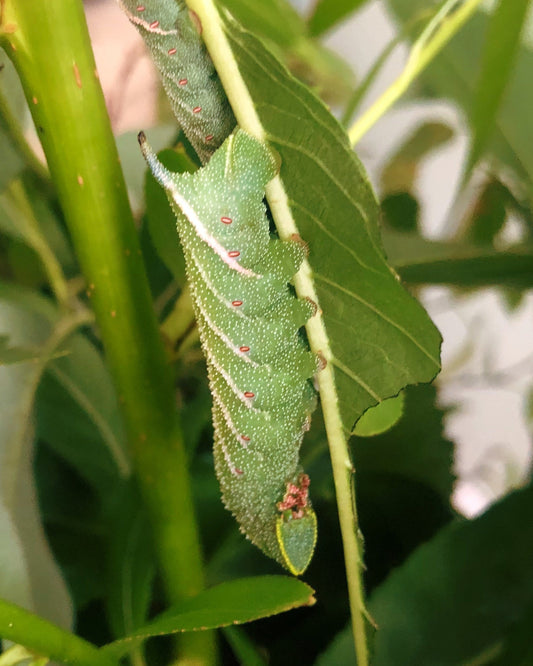 Live butterflies and moths for sale online UK. Order eggs, caterpillars, pupae, and cocoons. Watch the lifecycle unfold with insects to rear at home!