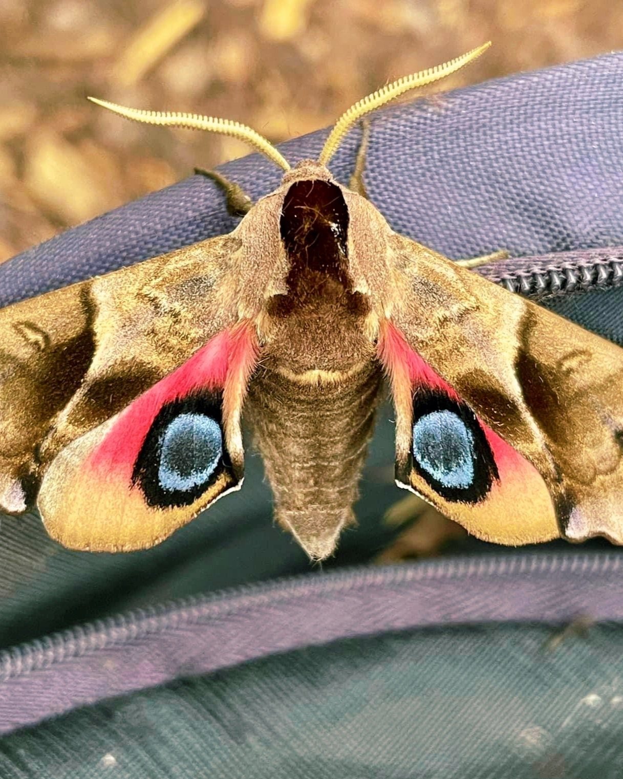 Live butterflies and moths for sale online UK. Order eggs, caterpillars, pupae, and cocoons. Watch the lifecycle unfold with insects to rear at home!