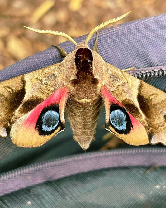 Live butterflies and moths for sale online UK. Order eggs, caterpillars, pupae, and cocoons. Watch the lifecycle unfold with insects to rear at home!