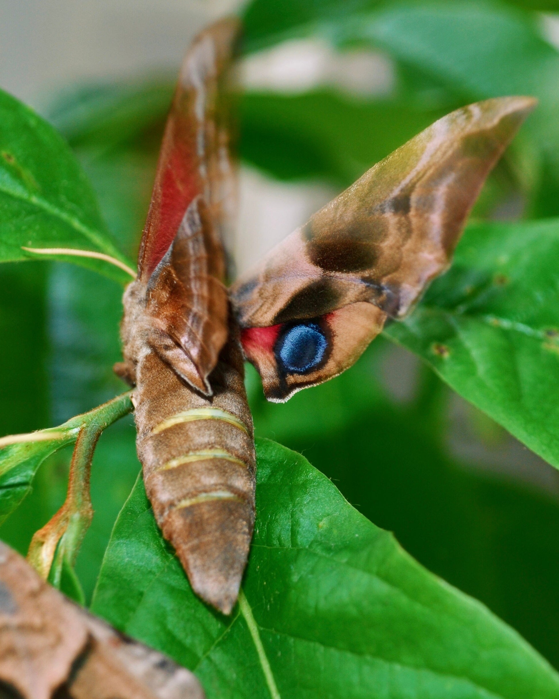 Live butterflies and moths for sale online UK. Order eggs, caterpillars, pupae, and cocoons. Watch the lifecycle unfold with insects to rear at home!