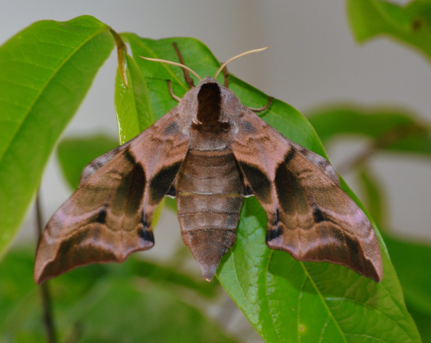 Live butterflies and moths for sale online UK. Order eggs, caterpillars, pupae, and cocoons. Watch the lifecycle unfold with insects to rear at home!