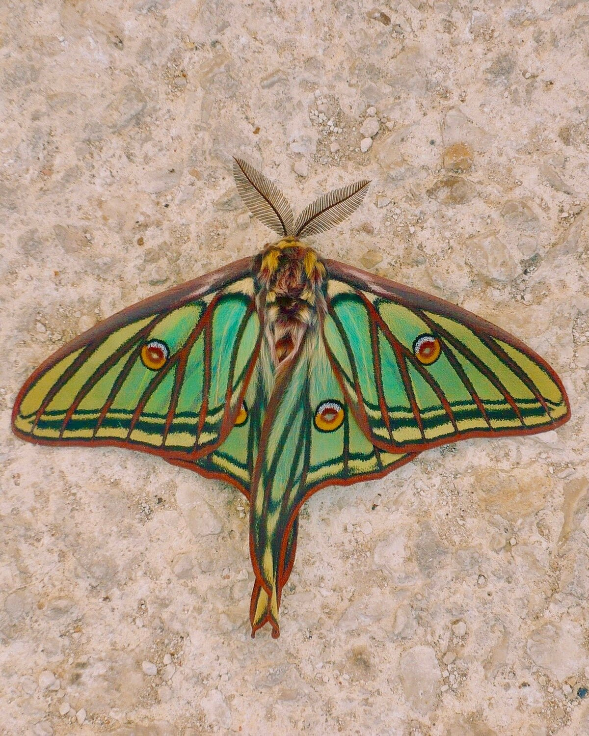 Spanish Moon Math Spanish Moon Moth EGGS (Graellsia isabellae) – Bugs & Butterflies UK