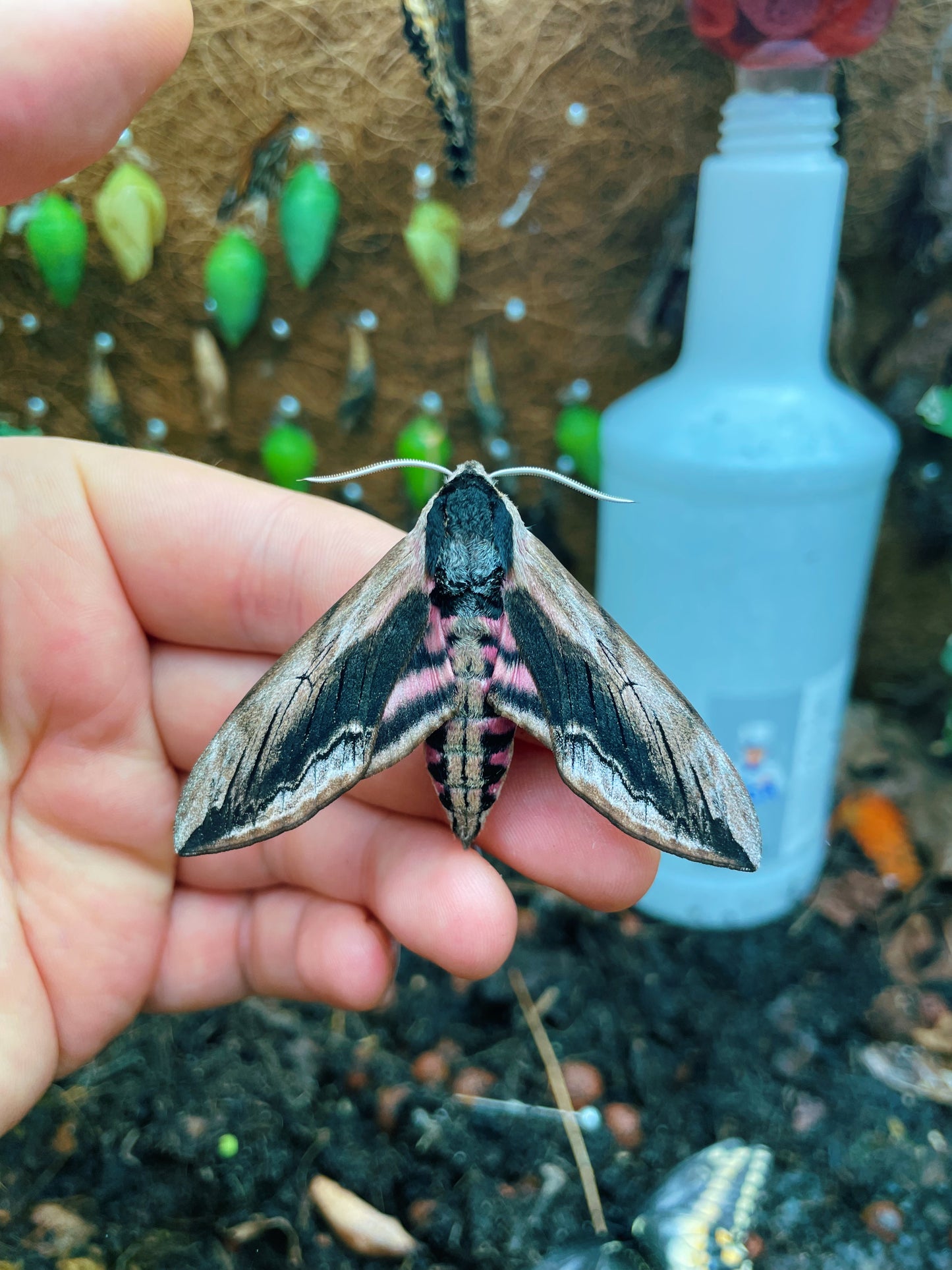 Live butterflies and moths for sale online UK. Buy eggs, caterpillars, pupae, and cocoons. Watch the lifecycle unfold with insects to rear at home!