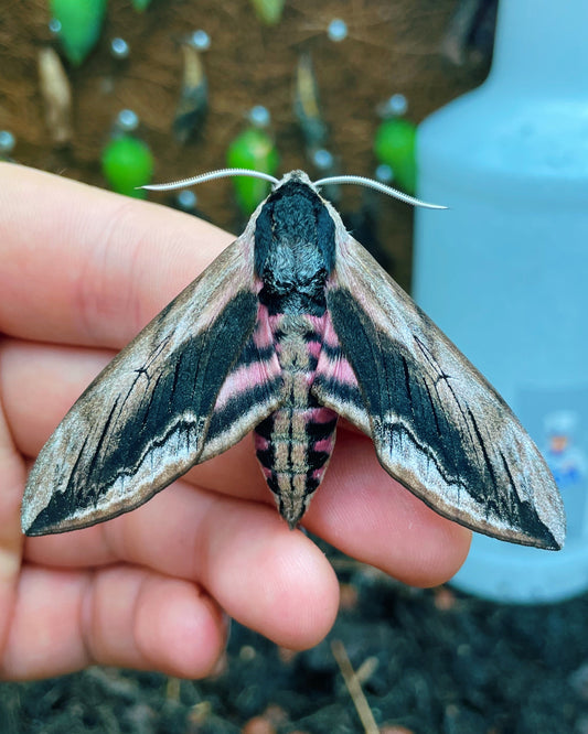 Live butterflies and moths for sale online UK. Buy eggs, caterpillars, pupae, and cocoons. Watch the lifecycle unfold with insects to rear at home!