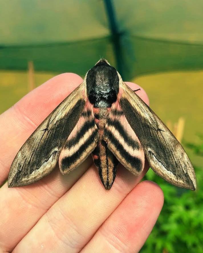 Live butterflies and moths for sale online UK. Buy eggs, caterpillars, pupae, and cocoons. Watch the lifecycle unfold with insects to rear at home!