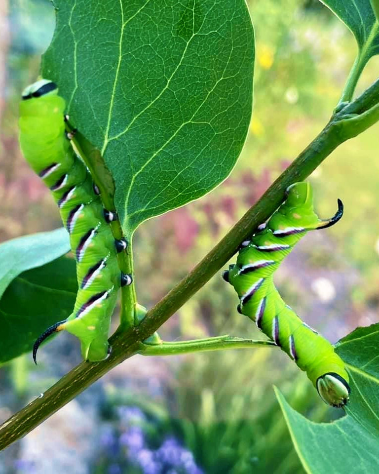 Live butterflies and moths for sale online UK. Order eggs, caterpillars, pupae, and cocoons. Watch the lifecycle unfold with insects to rear at home!