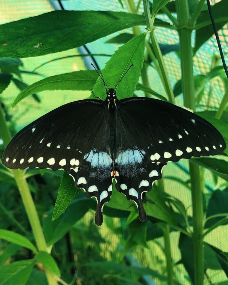 Live butterflies and moths for sale online UK. Order eggs, caterpillars, pupae, and cocoons. Watch the lifecycle unfold with insects to rear at home!