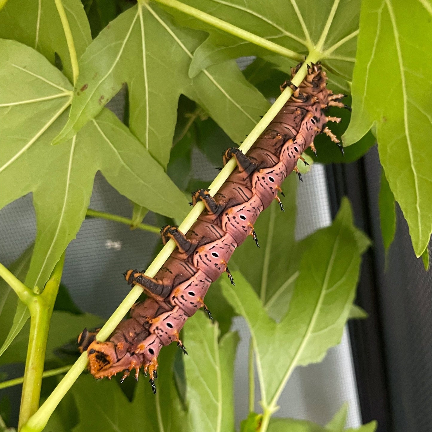 Live butterflies and moths for sale online UK. Buy eggs, caterpillars, pupae, and cocoons. Watch the lifecycle unfold with insects to rear at home!