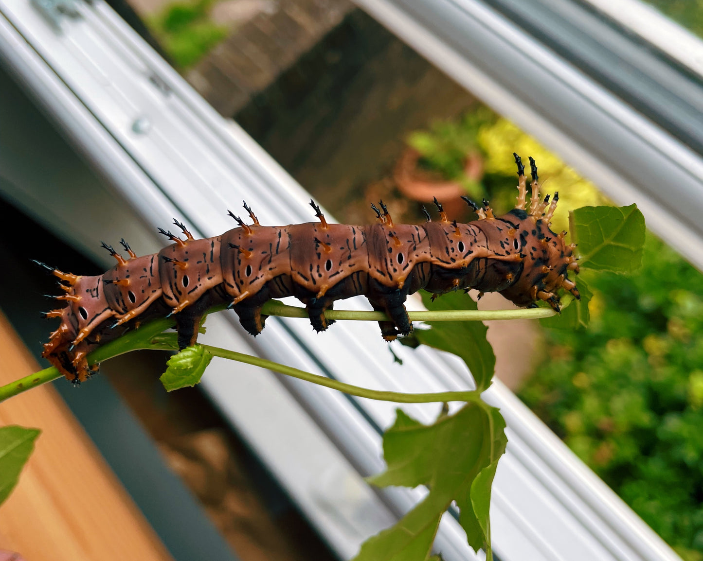 Live butterflies and moths for sale online UK. Buy eggs, caterpillars, pupae, and cocoons. Watch the lifecycle unfold with insects to rear at home!