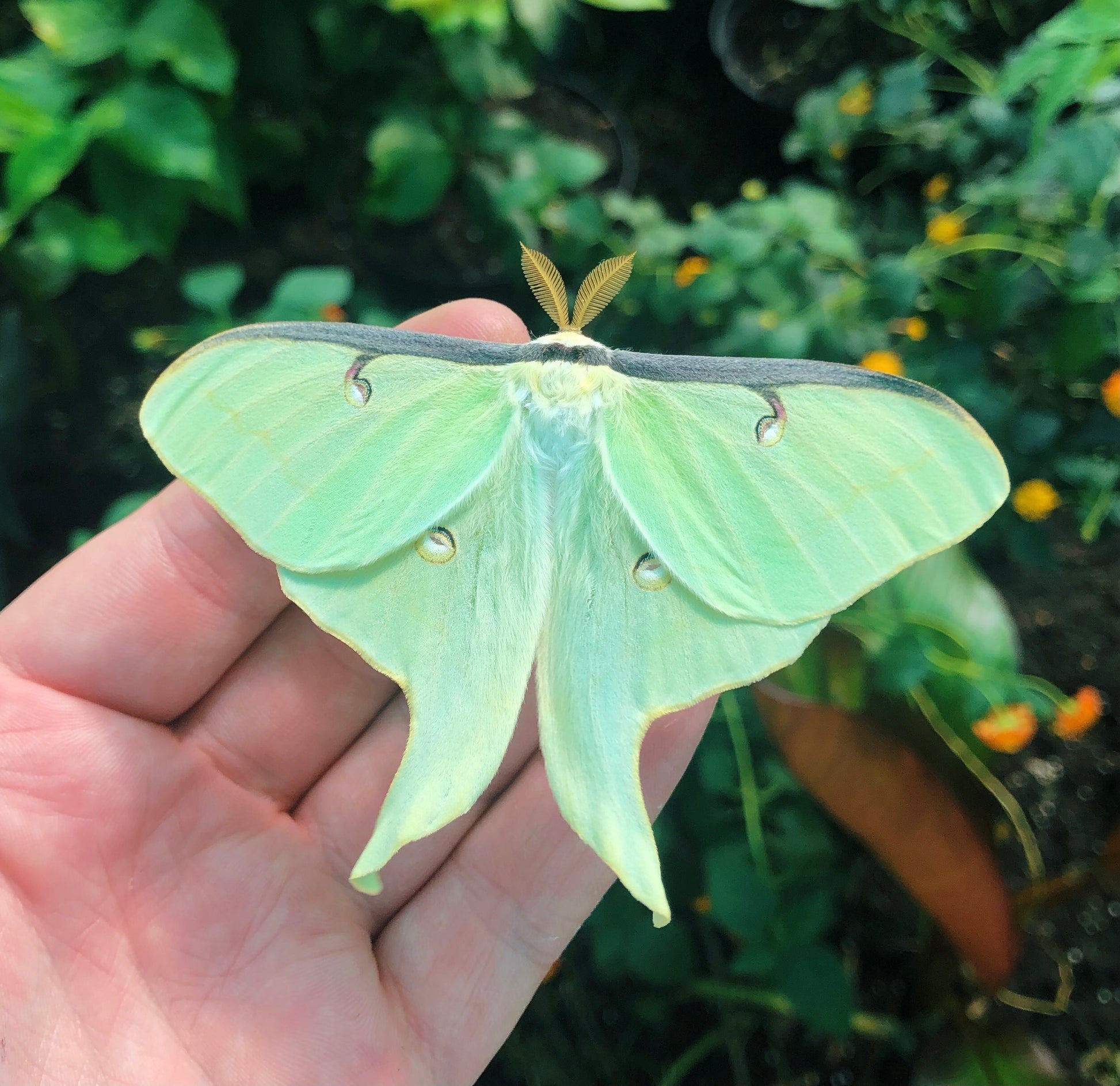 Live butterflies and moths for sale online UK. Order eggs, caterpillars, pupae, and cocoons. Watch the lifecycle unfold with insects to rear at home!